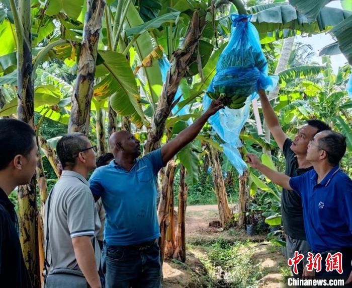中國專家在斯里蘭卡一處種植園查看香蕉生長情況。　中斯南南合作專家組供圖